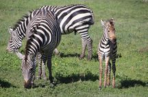 4-Day Safari to Tarangire, Serengeti and Ngorongoro from Arusha - Join a group