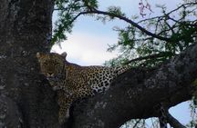 4-Day Safari to Tarangire, Serengeti and Ngorongoro from Arusha - Join a group