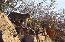 Jaipur to Jhalana Leopard reserve Private Day Trip All Inclusive