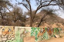 Jaipur to Jhalana Leopard reserve Private Day Trip All Inclusive