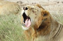 Amboseli Day Tour from Nairobi