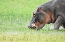 Amboseli Day Tour from Nairobi