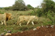 Safari Nairobi National Park 