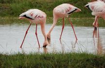 Day tour Amboseli Park from Nairobi
