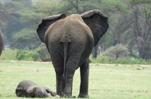 Amboseli National Park Day Trip & Game drive