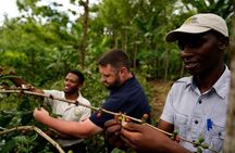 Private Meru Coffee Tour in Nkoaranga