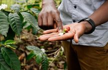 Private Meru Coffee Tour in Nkoaranga