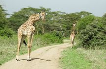 Nairobi national park tour 6.a.m to 11a.m