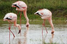 Amboseli National Park Day Trip & Game drive