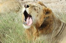 Nairobi national park tour 6.a.m to 11a.m