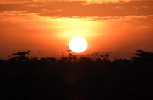 Nairobi national park tour 6.a.m to 11a.m