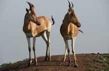 Nairobi national park tour 6.a.m to 11a.m