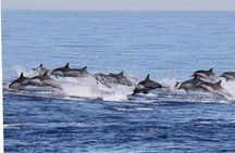 Dolphin & Whale Watching in Puerto Escondido