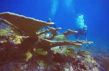 2 Tanks Scuba Diving in Punta Cancun Reefs for Certified Divers