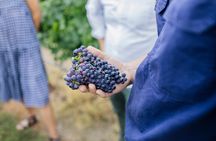 Sparkling Masterclass with Vineyard Tour and 4 Course Lunch