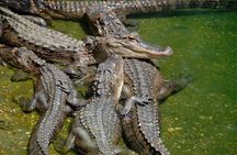Miami Full Day Self-Guided Sightseeing Tour w/ Cruise and Everglades Airboat 