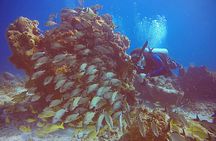 2 Tanks Scuba Diving in Punta Cancun Reefs for Certified Divers