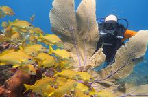 2 Tanks Dives Cancun Underwater Museum for Certified Divers