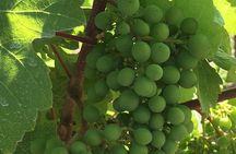 Private Small Group Local Wine, Cider Tasting, Central Saanich 