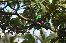 Resplendent Quetzal-Tucans- Tropical Birdwatching Tour Monteverde