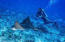 Fakarava 2-tank Certified Scuba Dive