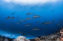Fakarava 2-tank Certified Scuba Dive