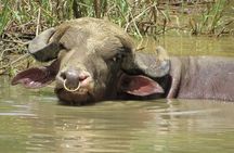 Eco Farm Tour & Water Buffalos