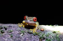 Kinkajou Night Walk Tour