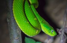 Kinkajou Night Walk Tour
