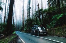 Private 12 Apostles, Otways & Great Ocean Road Hiking Tour from Melbourne