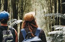 Private 12 Apostles, Otways & Great Ocean Road Hiking Tour from Melbourne