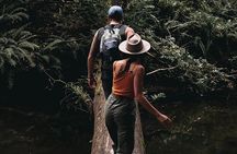 Private 12 Apostles, Otways & Great Ocean Road Hiking Tour from Melbourne