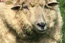 Full-Day Omaka Aviation Heritage Center and Wine Tasting Tour