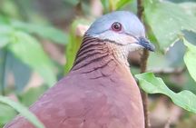Birdwatching Tour in Monteverde 