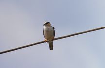 Birdwatching Tour in Monteverde 