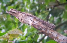 Birdwatching Tour in Monteverde 