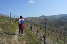 Hiking and wine tour starting from Alba