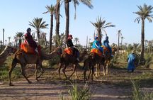 1-Hour Camel Ride in La Palmeraie Marrakech with Hotel Pick up