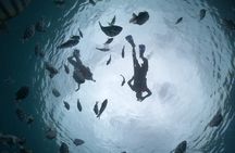 Clear Boat & Snorkel Cozumel Tour with Drinks