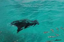 Reef island private tour