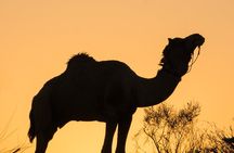 Jaisalmer: 2-Day Thar Desert Experience