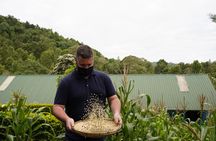 Private Meru Coffee Tour in Nkoaranga