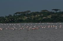 Safari Serengeti And Ngorongoro