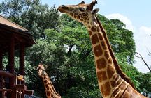 Tour to the Nairobi Giraffe Centre & Optional Elephant Orphanage