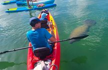 Mangroves, Manatees, and a Hidden Beach: Kayak Tour