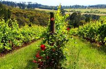 Mornington Peninsula Private Sightseeing Day Tour from Melbourne.