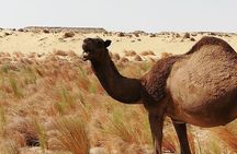 White Desert - Overnight Tour
