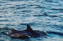 Nature Boat Tour with Certified Naturalist in Charleston