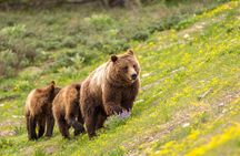 Luxury Private Half-Day Grand Teton National Park Tour