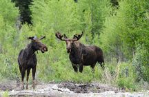 Luxury Private Half-Day Grand Teton National Park Tour